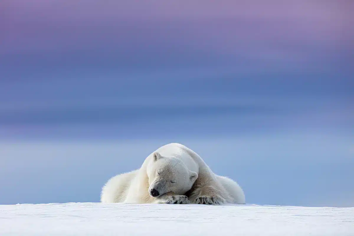 Wie alt wird ein EisbÀr - Wildtiere in Europa Wie alt wird ein EisbÀr - Wildtiere in Europa