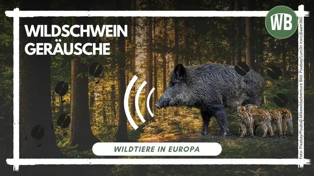 Wildschwein Geräusche