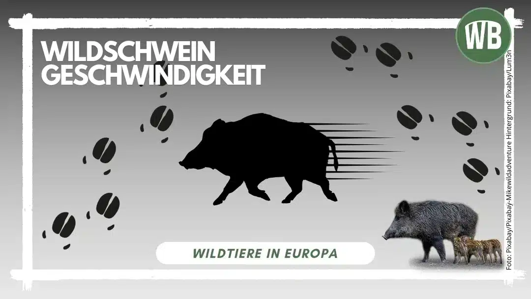 Wildschwein Geschwindigkeit