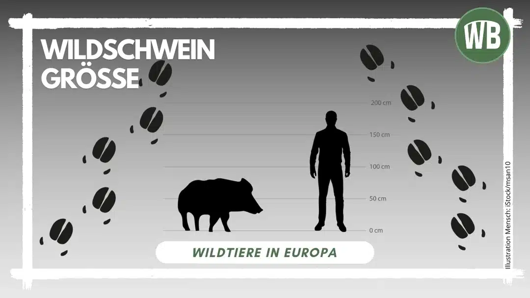 Wildschwein Größe – Beeindruckende Maße der Waldbewohner