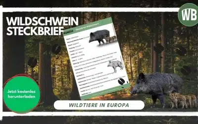 Wildschwein Steckbrief