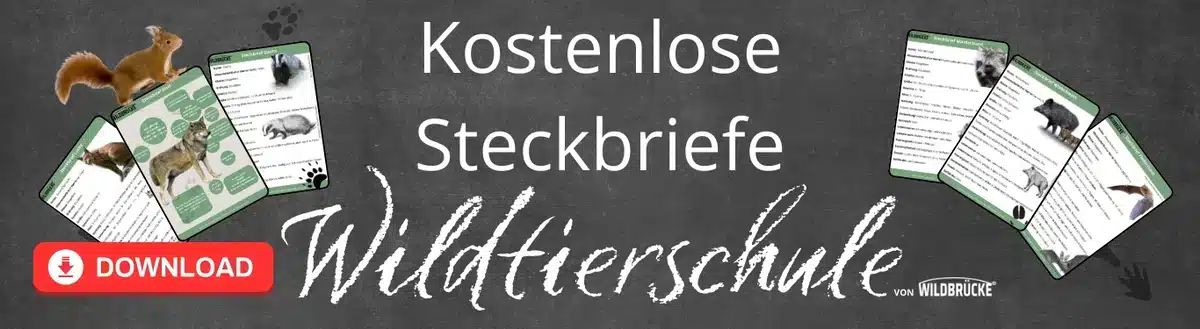 In der Wildtierschule von Wildbrücke gibt es kostenlose Downloads, Steckbriefe, Arbeitsblätter, Unterrichtsmaterial und Ausmalbilder