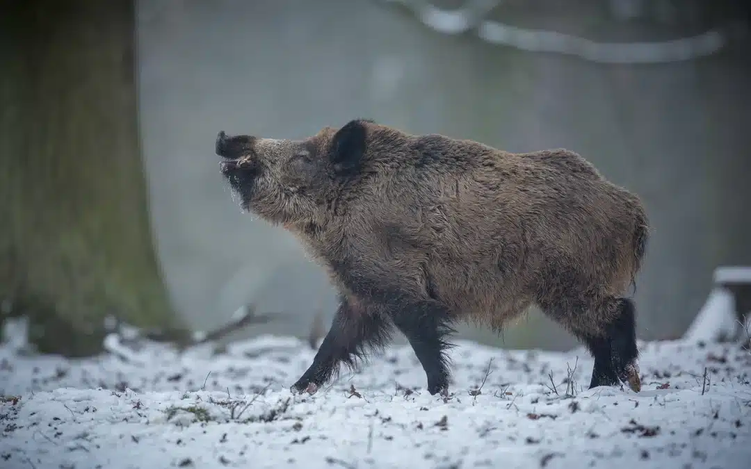 Männliches Wildschwein