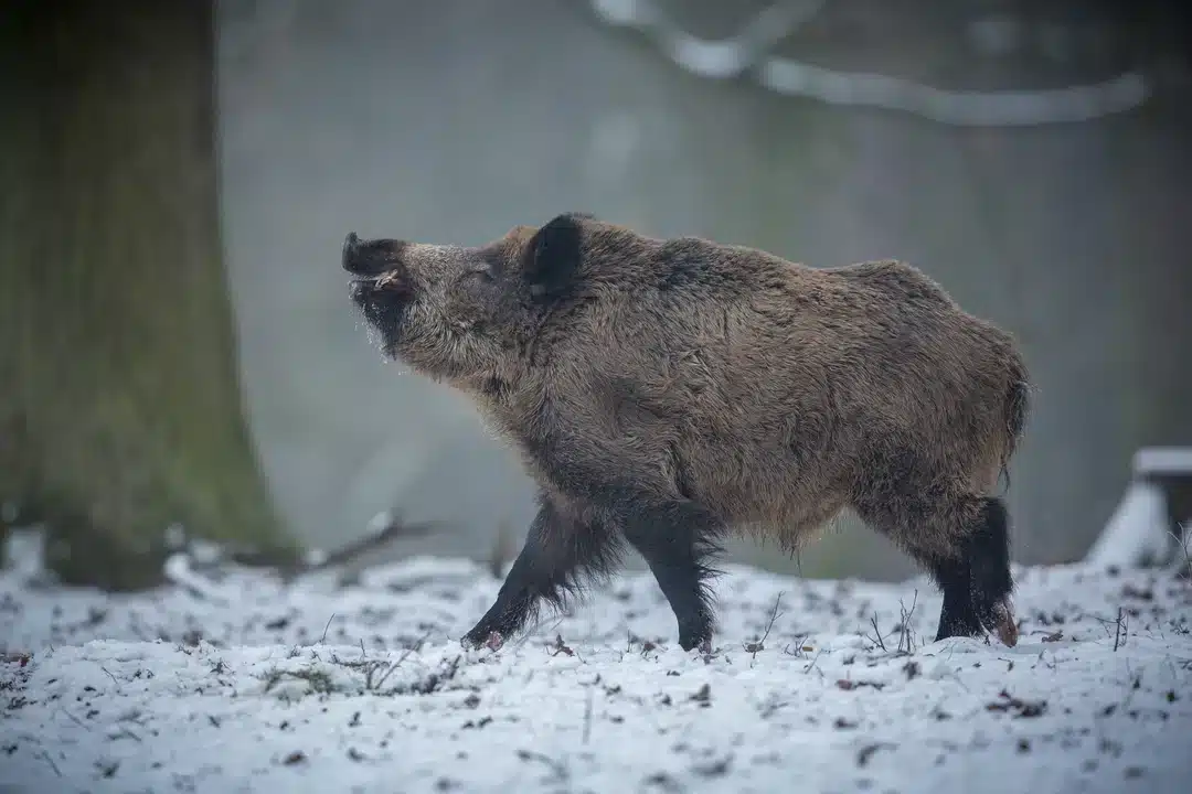 Männliches Wildschwein auch Keiler genannt - Wildtiere in Europa