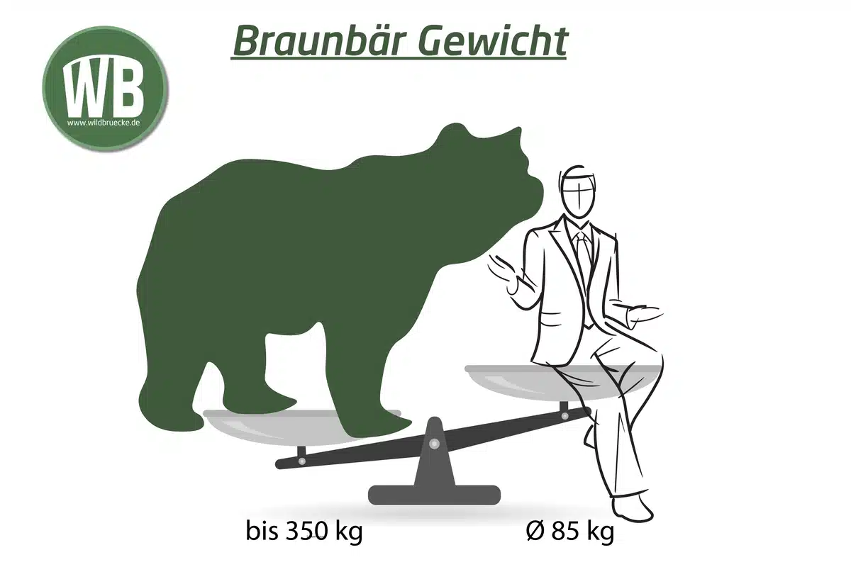 Braunbär Gewicht - Wildtiere in Europa