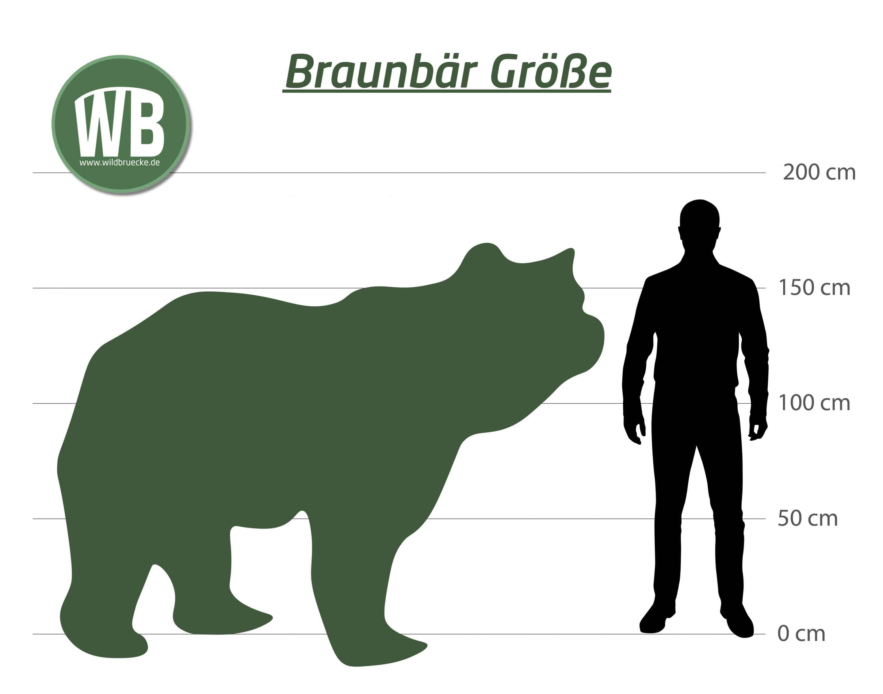 Braunbär Größe - Wildtiere in Europa