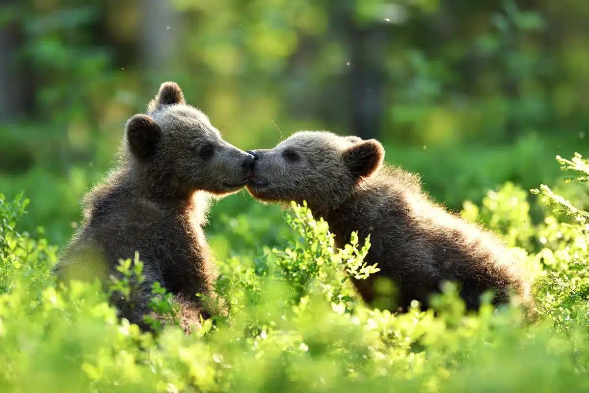 Braunbär Junges im Lebensraum Braunbär im Wald - Wildtiere in Europa