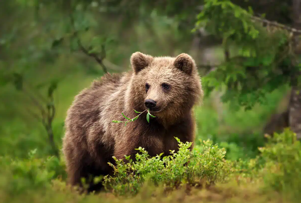 Braunbär Nahrung - Wildtiere in Europa