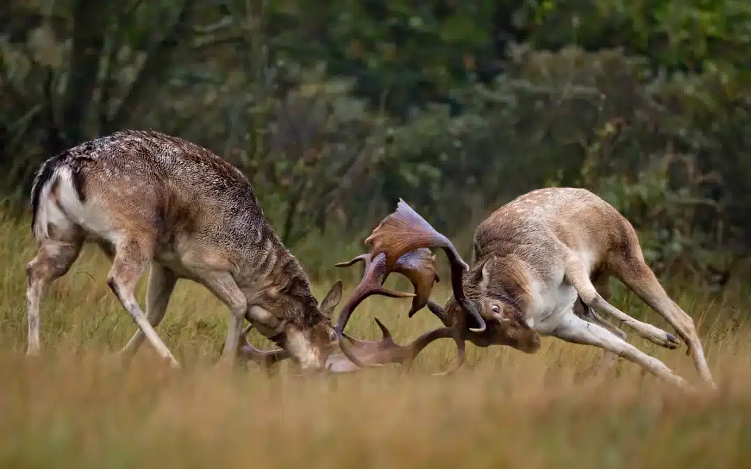 Damhirsch Brunft – Kämpfe und charakteristisches Rülpsen der Männchen
