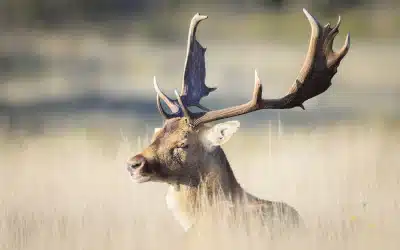 Damhirsch Geweih – Wachstum, Funktion und Bedeutung