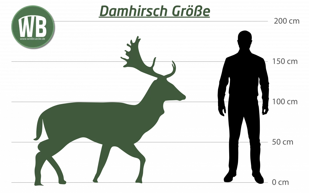 Damhirsch Größe – Ein detaillierter Blick auf Maße, Einflussfaktoren und ökologische Bedeutung