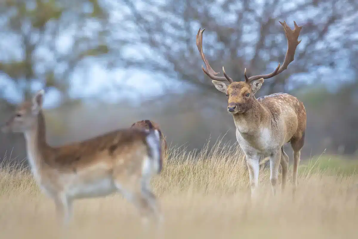 Damhirsch weiblich gefolgt von einem männchen - Wildtiere in Europa