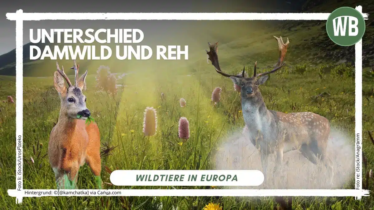 Порно секс видео Нерюнгри