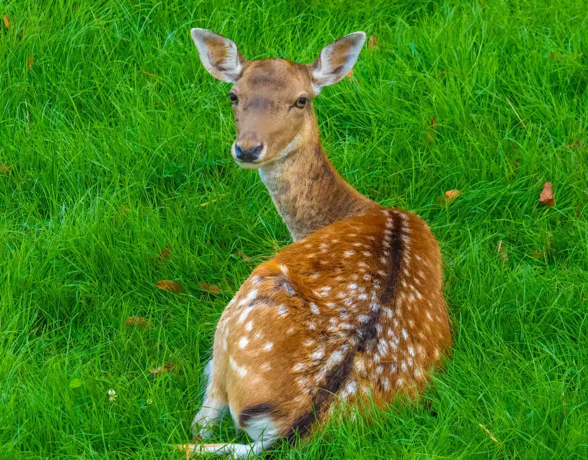 Damwild Setzzeit - Wildtiere in Europa