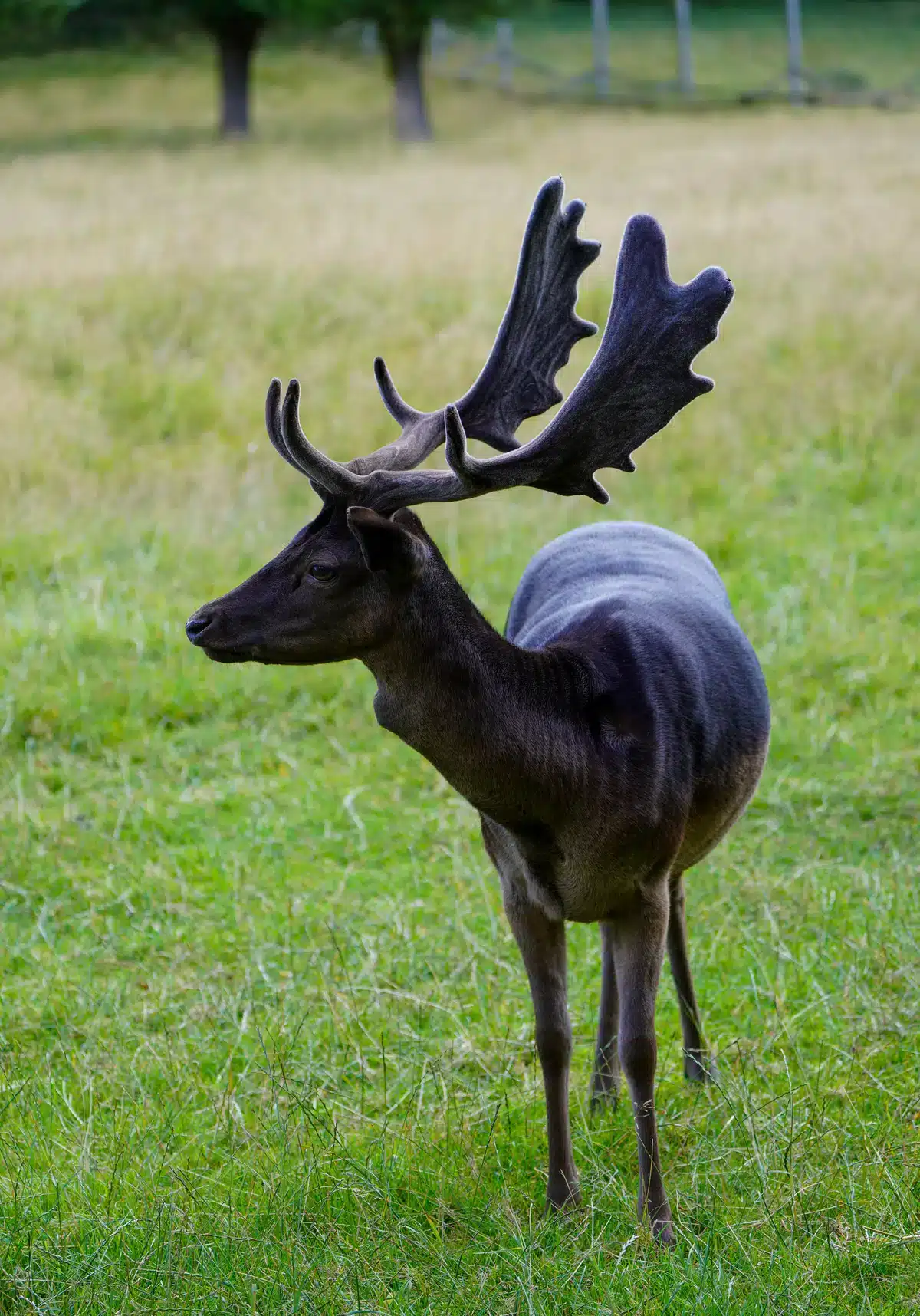 Damwild in Schwarz - Wildtiere in Europa