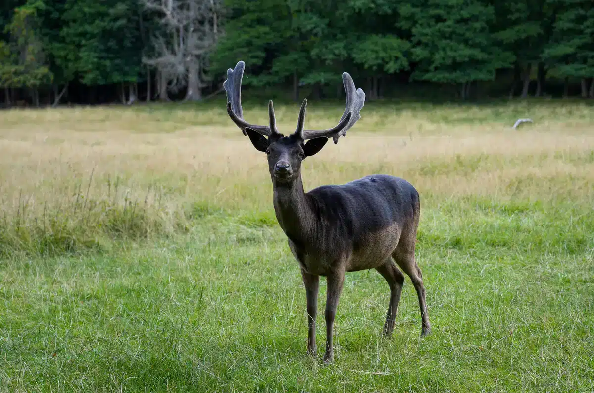 Damwild in Schwarz auf einer Wiese - Wildtiere in Europa