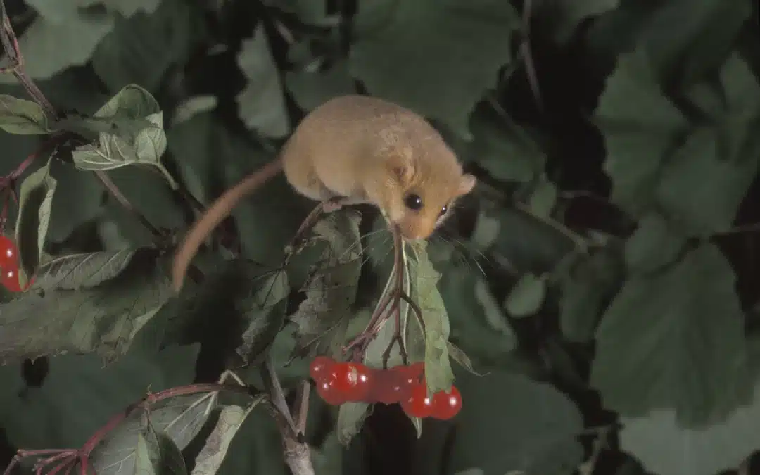 Haselmaus Nahrung