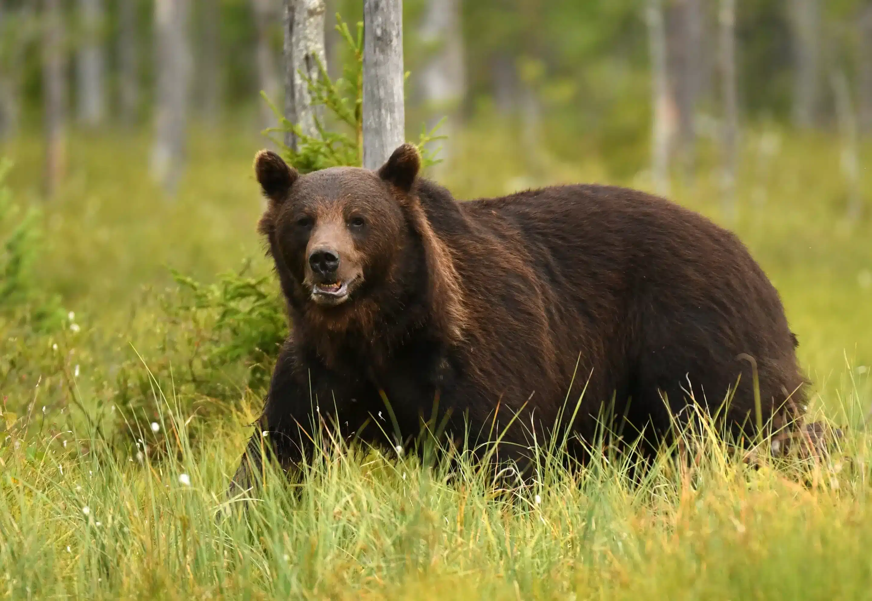 Ein Braunbär in Schweden - Wildtiere in Europa