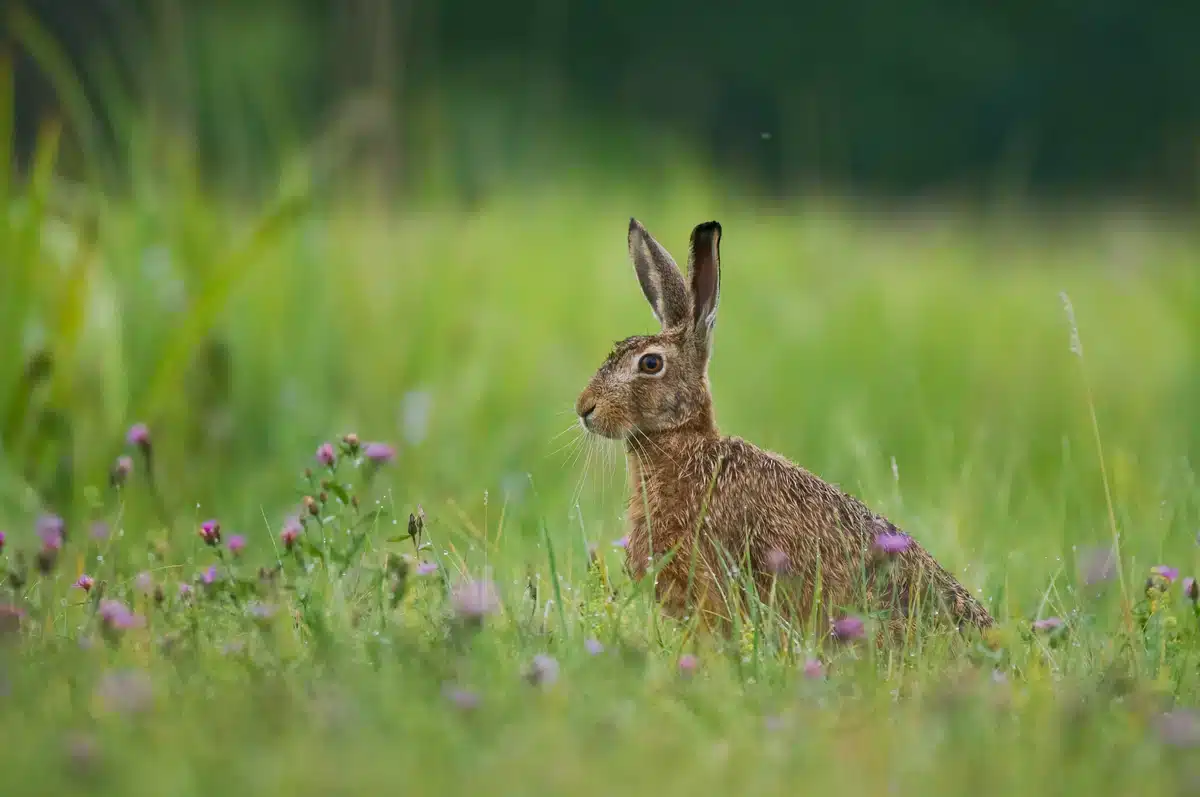 Feldhase Aussehen - Wildtiere in Europa