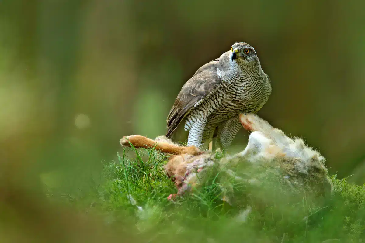 Feldhase Feind - der Habicht - Wildtiere in Europa