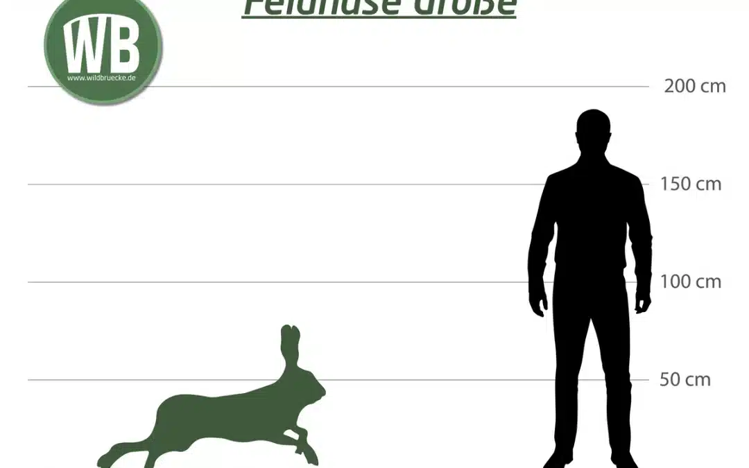 Wie groß wird ein Feldhase?