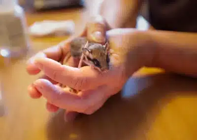 Gartenschläfer Babys in einer Auffangstation - Wildtiere in Europa (1)