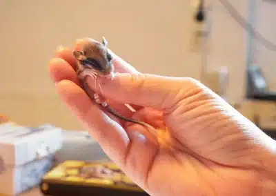 Gartenschläfer Babys in einer Auffangstation - Wildtiere in Europa (2)