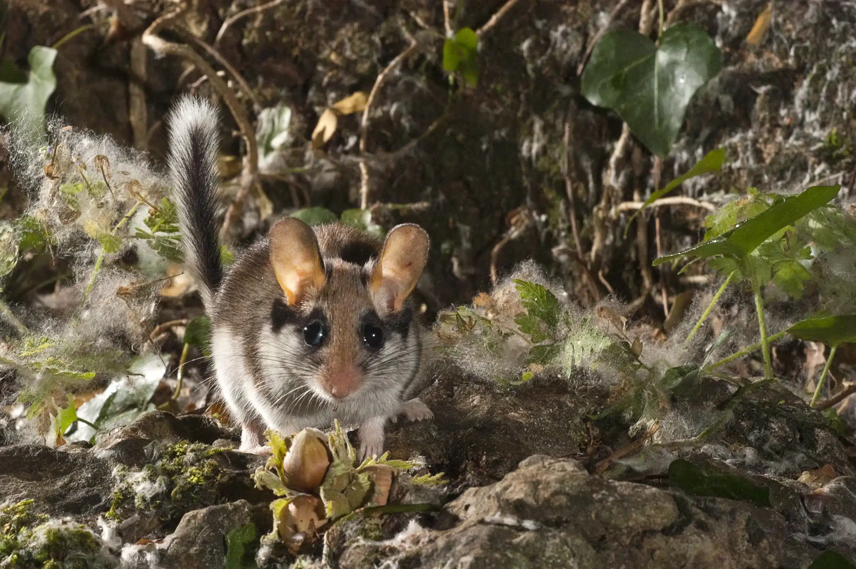 Gartenschläfer Geräusche im Garten - Wildtiere in Europa