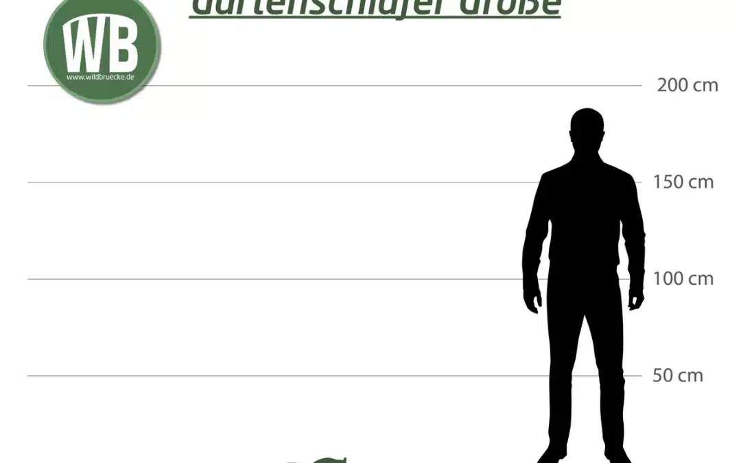 Gartenschläfer Größe – Ein umfassender Überblick