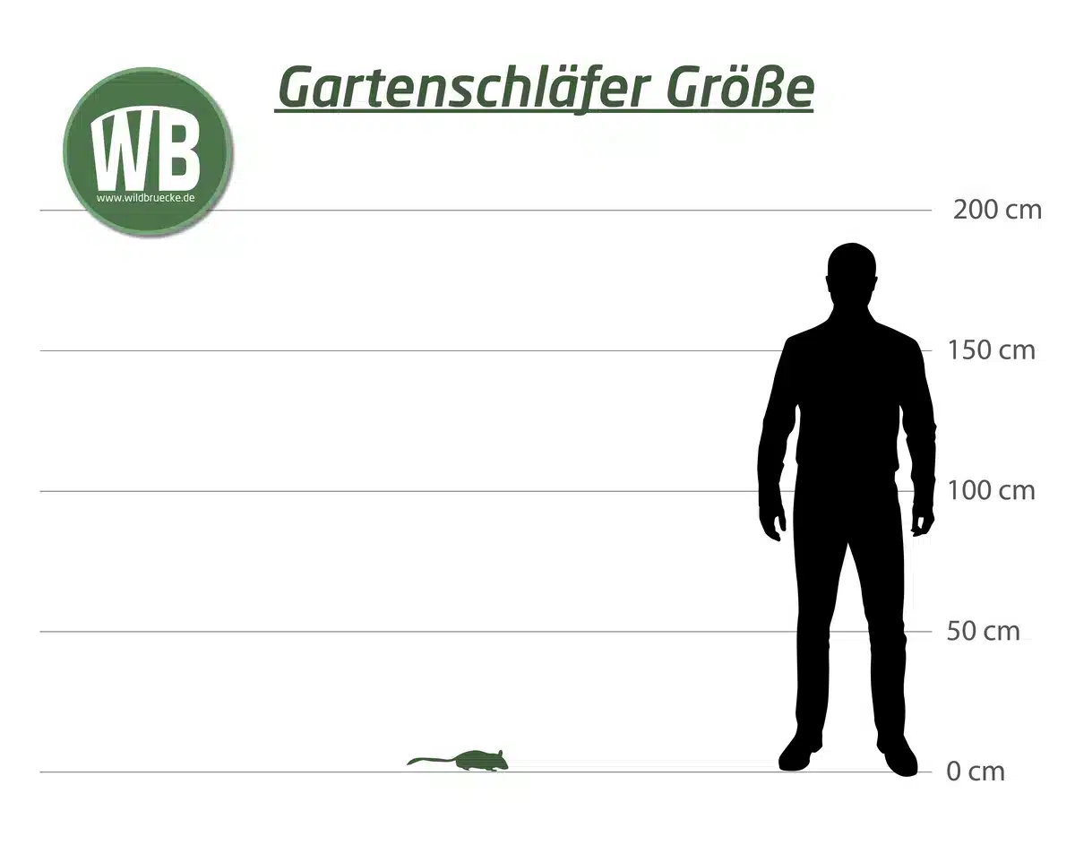Gartenschläfer Größe - Wildtiere in Europa