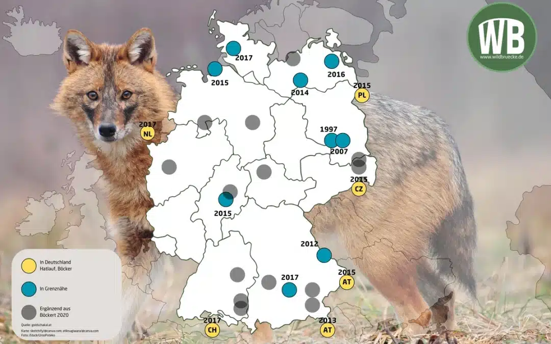 Goldschakal Deutschland Karte – Übersicht der Sichtungen in Deutschland und Grenzregionen