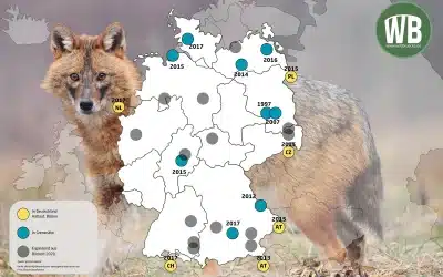 Goldschakal Deutschland Karte – Übersicht der Sichtungen in Deutschland und Grenzregionen