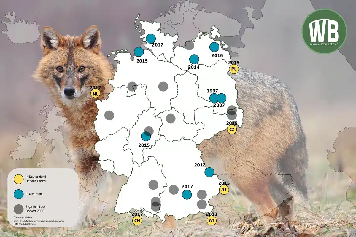 Goldschakal Verbreitung - Wildtiere in Europa