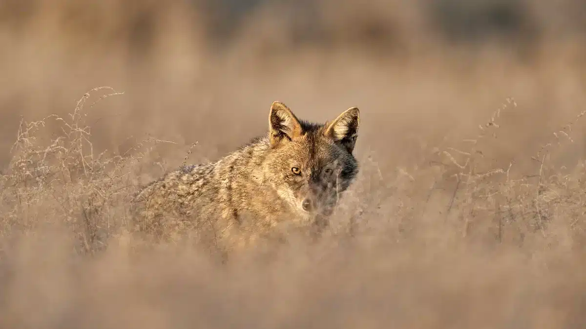Goldschakal in Deutschland 2024 - Wildtiere in Europa