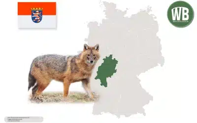 Goldschakal in Hessen – Neuer Bewohner in Deutschlands Wäldern