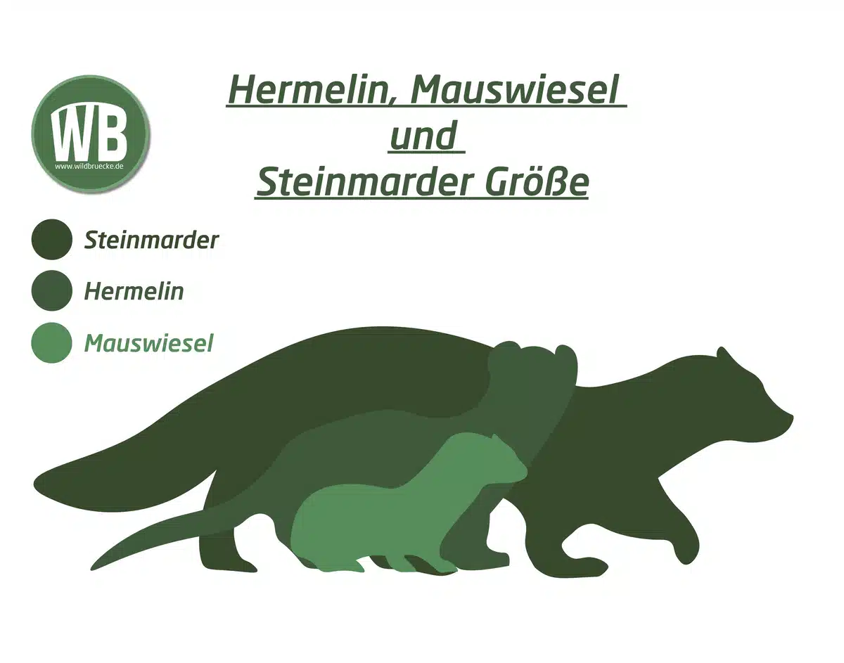 Hermelin, Mauswiesel und Steinmarder Größe im Vergleich - Wildtiere in Europa