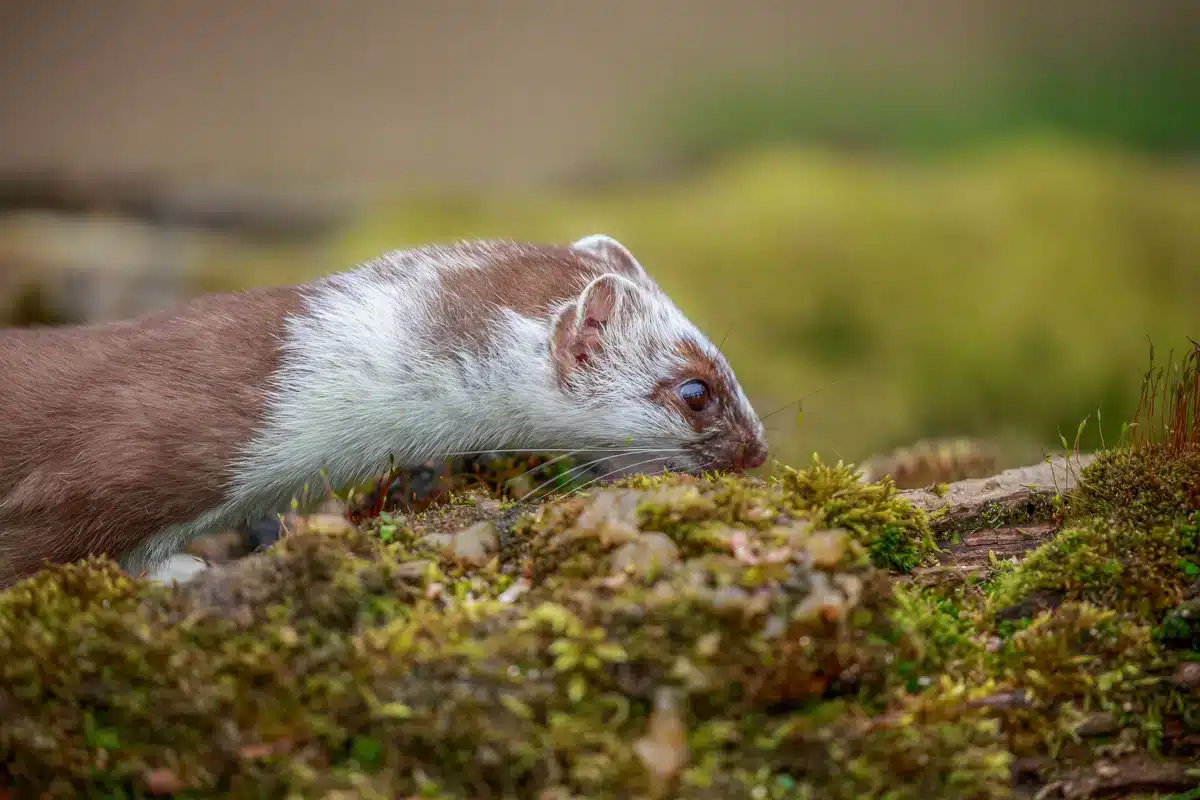 Hermelin im Garten - Wildtiere in Europa
