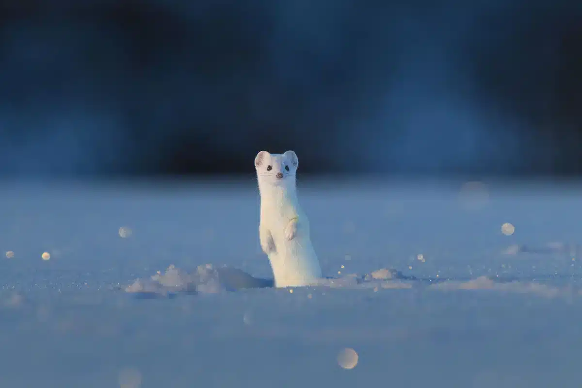 Hermelin im Winter Lebensraum - Wildtiere in Europa