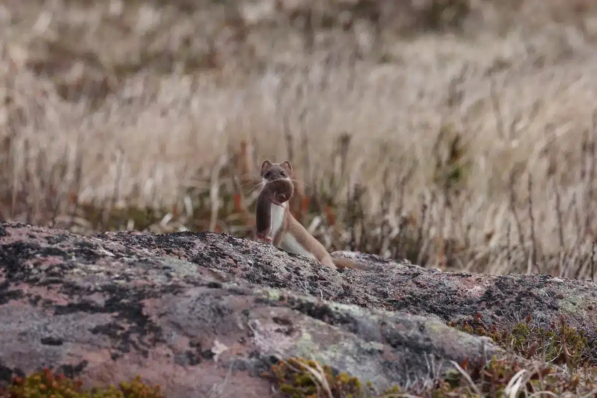 Hermelin transportier sein Baby - Wildtiere in Europa
