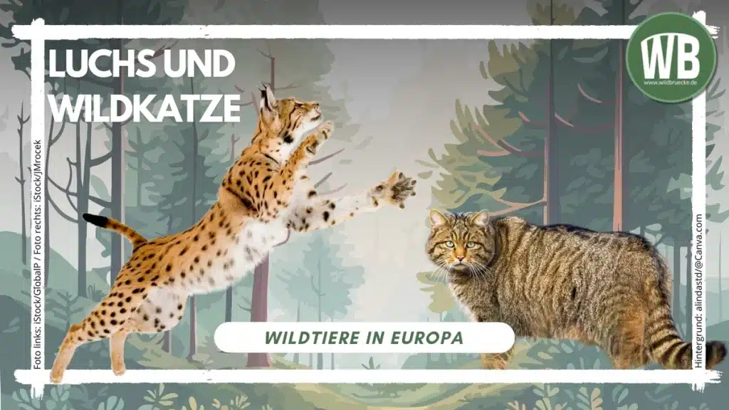 Sperma bilan qoplangan qorin tugmasi fotosurati Yosh va juda oriq ayollar bilan porno