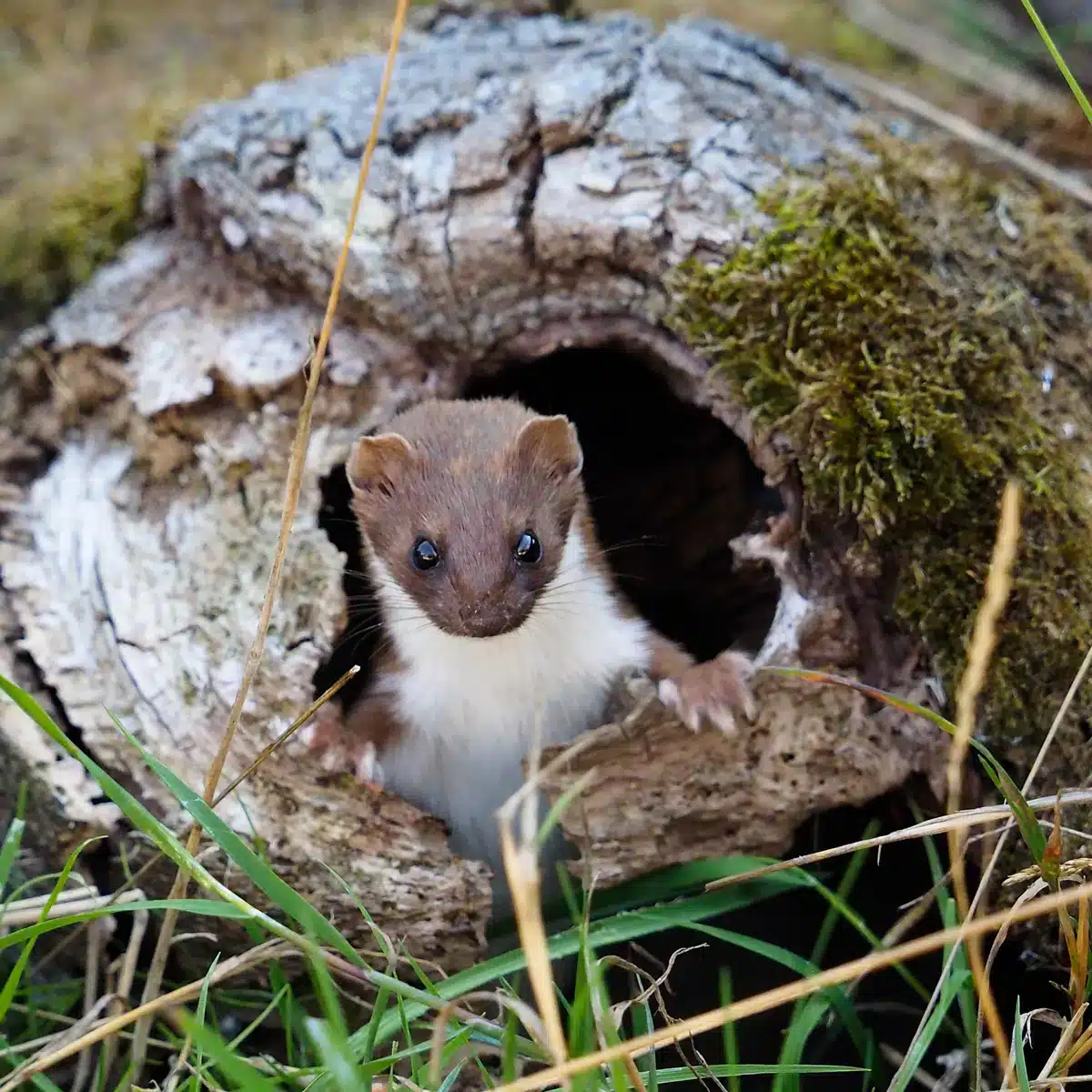 Mauswiesel Bau Höhle - Wildtiere in Europa