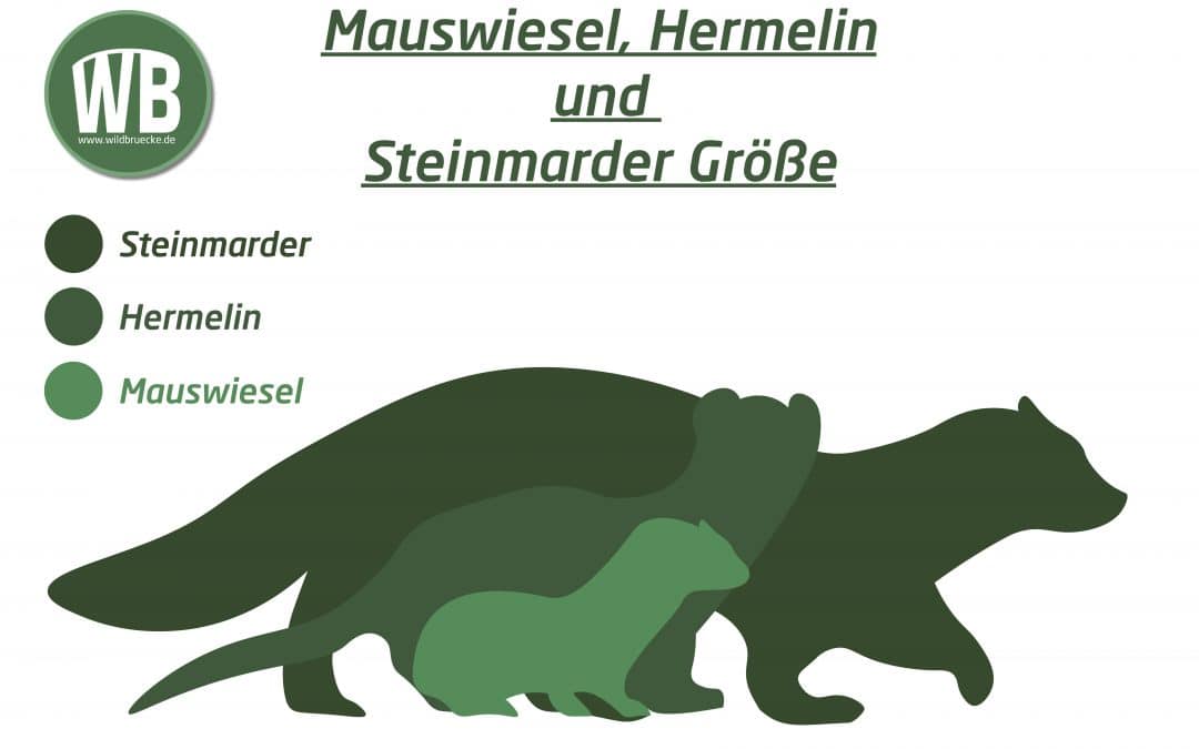 Mauswiesel Größe – Klein, aber oho!