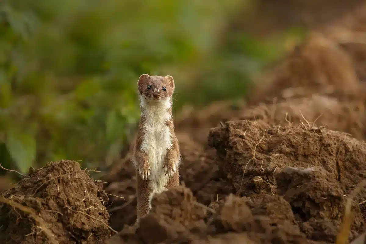 Mauswiesel - Wildtiere in Europa