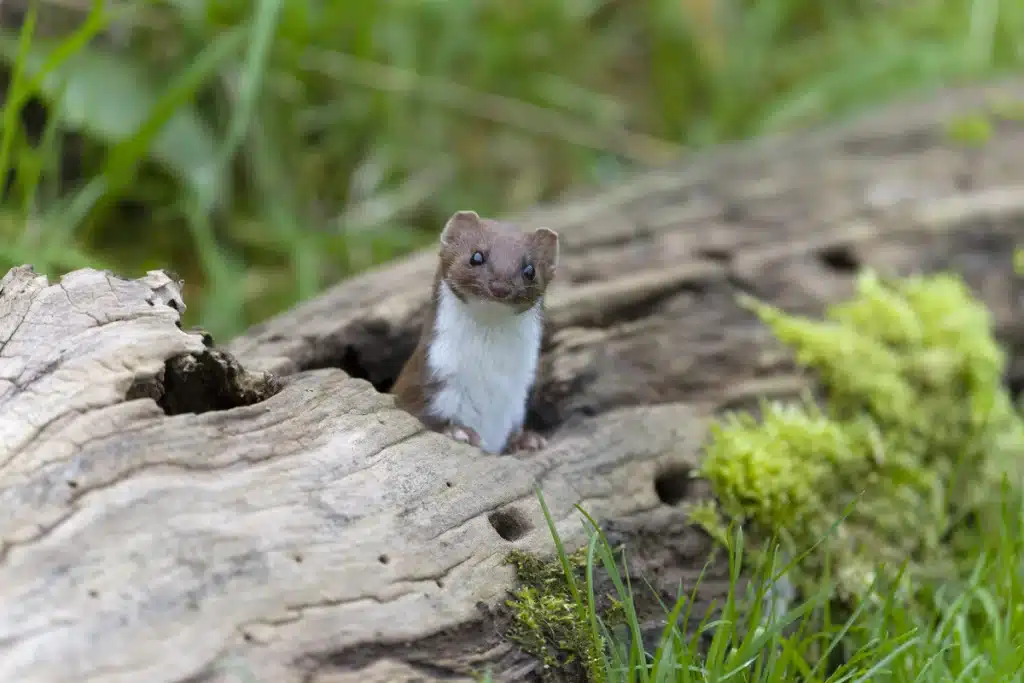Үлкен кеуделері бар порно видеолар