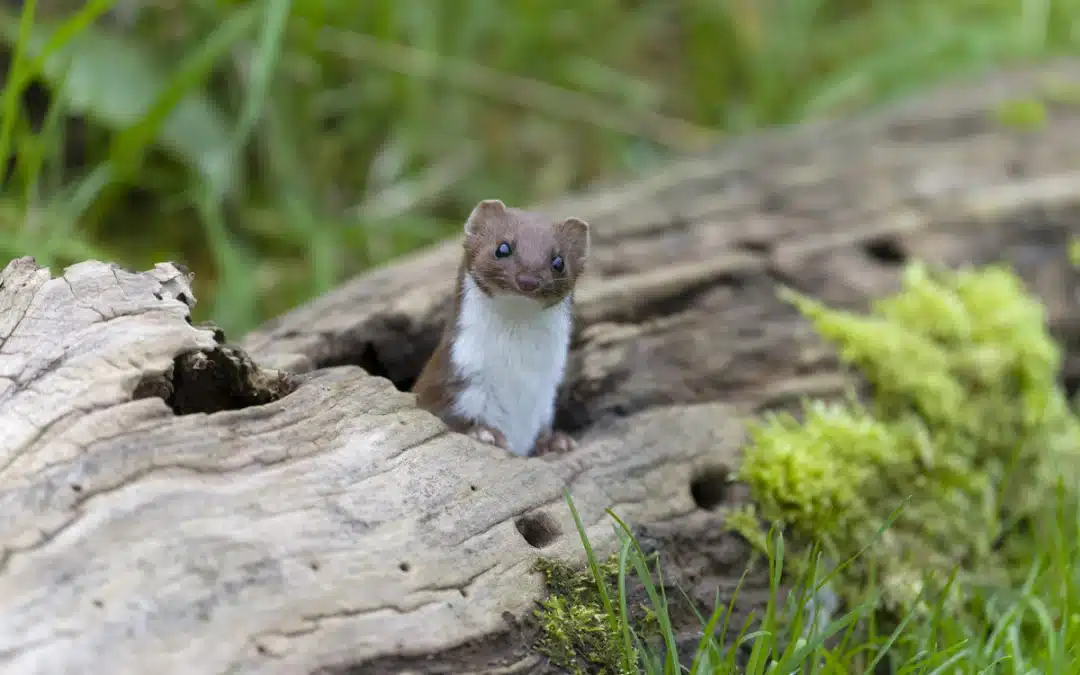 Mauswiesel im Garten – Erkennen, Verhalten und Nutzen