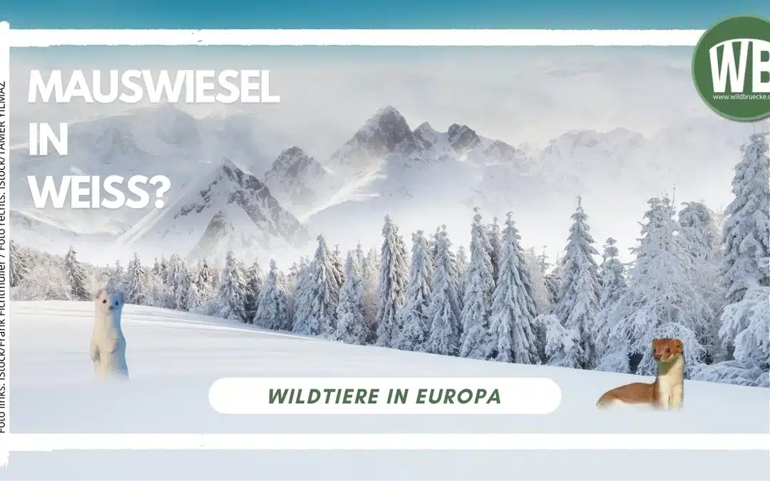 Mauswiesel in Weiß – Ein Blick auf Fellfarbe, Unterarten und den Vergleich mit dem Hermelin