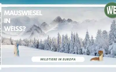 Mauswiesel in Weiß – Ein Blick auf Fellfarbe, Unterarten und den Vergleich mit dem Hermelin