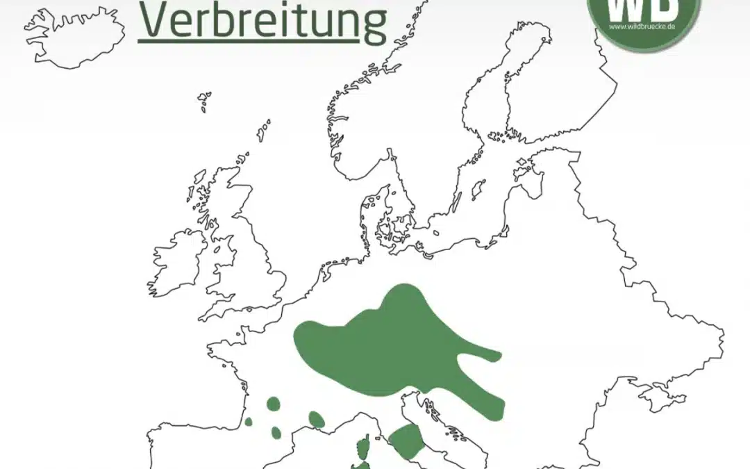 Mufflon Verbreitung Deutschland Karte – Wo lebt das Wildschaf?