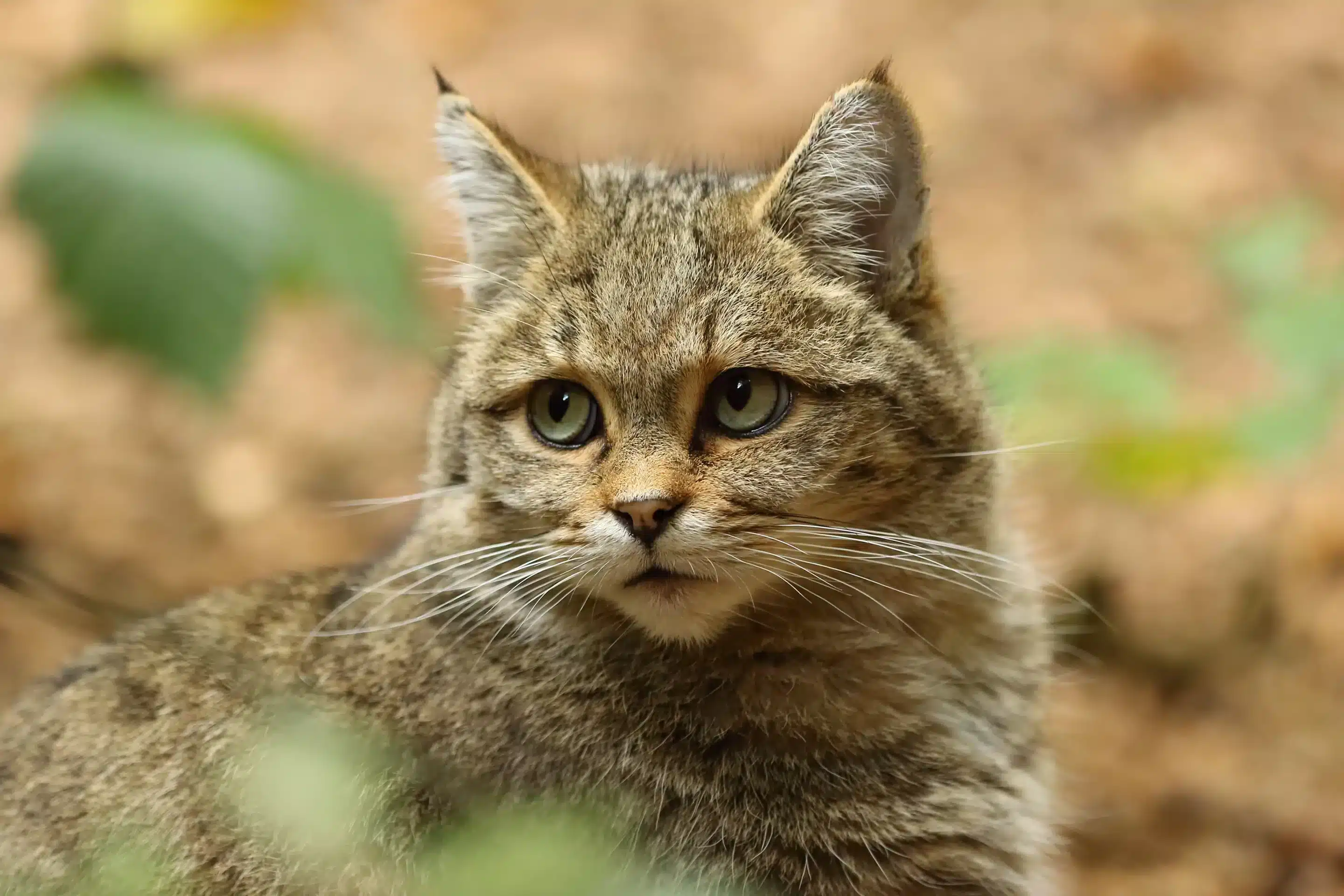 Ұйықтап жатқан қызымен порно