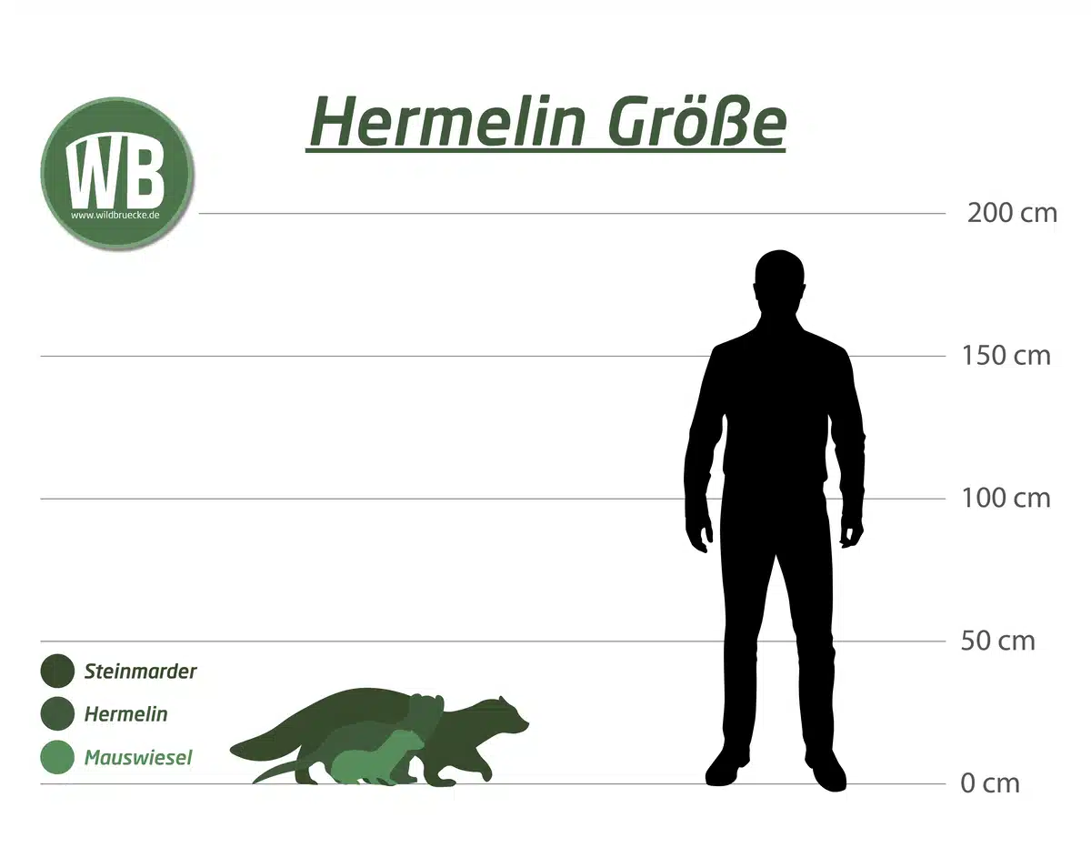Steinmarder Größe - Wildtiere in Europa